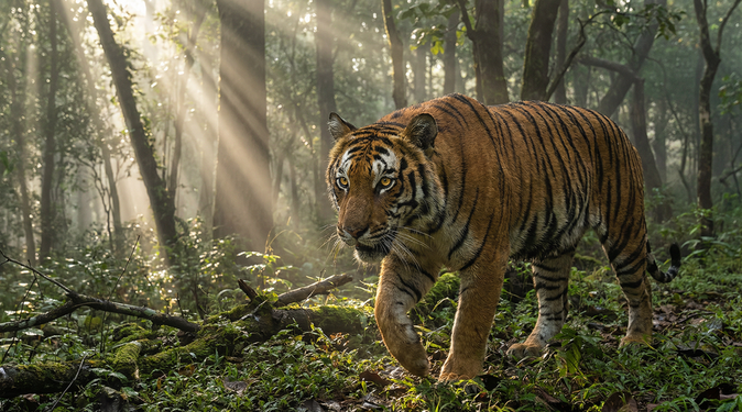 芒果视频老虎视频